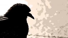 Illustration Vogel Profil