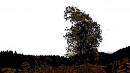 Illustration Wald Hoher Baum