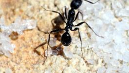 Italien Glitzernde Ameisen