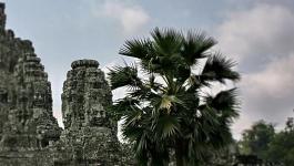 Palme Schwarzweisse Tempel
