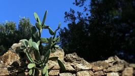 Pflanzen Spanien