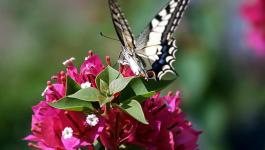 Rosa Gruene Schmetterling Falter