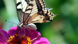 Schmetterlinge Sonnenschein Rosa Gruen