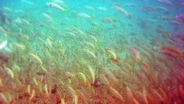 Weissfische Atlantik Fischschwarm
